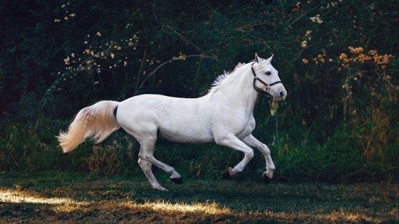 رؤية ركوب حصان ابيض في المنام