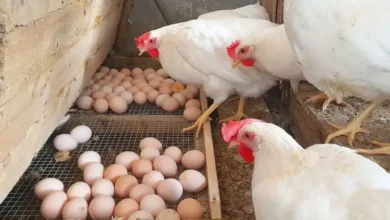 أسعار الدواجن والبيض اليوم