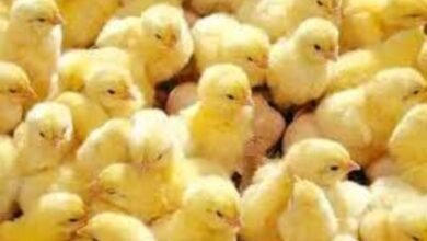 سعر الكتكوت الأبيض اليوم