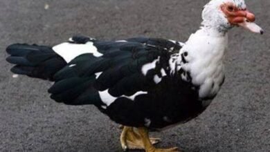 سعر كيلو البط السوداني اليوم