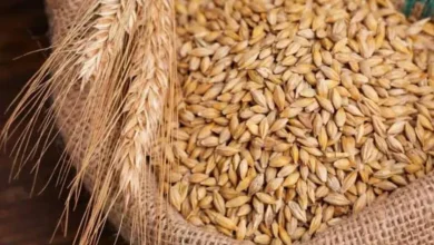 سعر طن علف الشعير في مصر اليوم