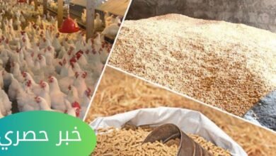 سعر علف الدواجن اليوم
