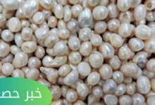 سعر اللؤلؤ في مصر