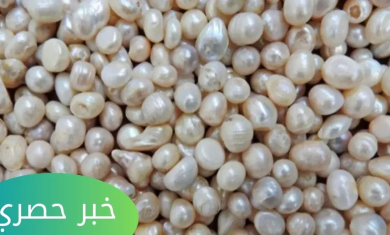 سعر اللؤلؤ في مصر