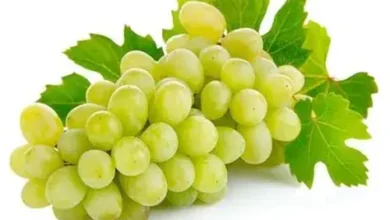 تفسير رؤية العنب الاخضر في المنام