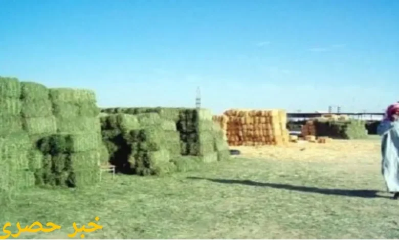 سعر البرسيم في وادي الدواسر اليوم