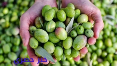 سعر كيلو الزيتون في مصر