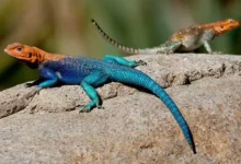 تفسير حلم السحلية في المنام