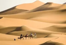 311 رمز قبيلة ايش