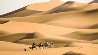 311 رمز قبيلة ايش